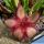 Stapelia hirsuta fa. (large form)