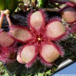 Stapelia hirsuta fa. (large form)