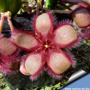 Stapelia hirsuta fa. (large form)