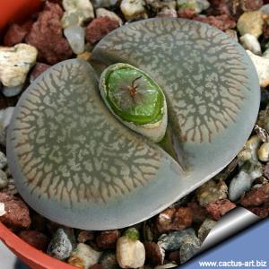 Lithops aucampiae C061 70 km WSW Vryburg, South Africa