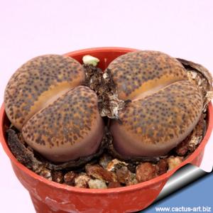 Lithops bromfieldii v. glaudinae C116 TL: 70 km WNW von Griquatown, South Africa