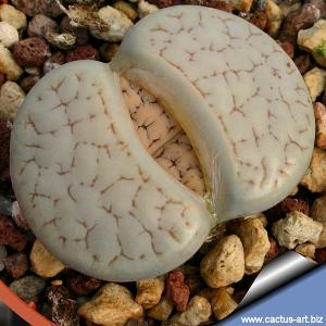 Lithops gracilidelineata 374 100 km S von Usakos, Namibia