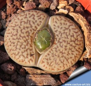 Lithops hookeri v. dabneri C013 TL: 25 km S von Kimberley, South Africa