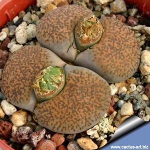 Lithops lesliei v. mariae C152 30 km NNO von Kimberley, South Africa