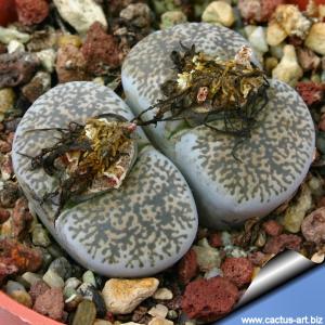 Lithops lesliei v. venteri C047 TL 30 km W von Warrenton, South Africa