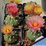 Astrophytum asterias "nudum"