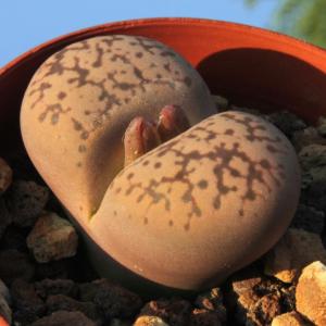 Lithops gesinae C207 TL: 70 km N of Aus, Namibia