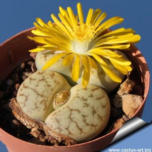 Lithops pseudotruncatella C100 (syn. mundtii) 135 km NW of Windhoek, Namibia