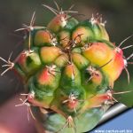 Gymnocalycium eurypleurum f. variegata (grafted on Myrtillocactus)