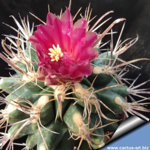 Ferobergia PRI-FOR cv. VIOLET (Leuchtenbergia x Ferocactus fordii)