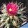 Ferobergia PRI-FOR cv. VIOLET (Leuchtenbergia x Ferocactus fordii)