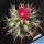 Ferobergia PRI-FOR cv. VIOLET (Leuchtenbergia x Ferocactus fordii)