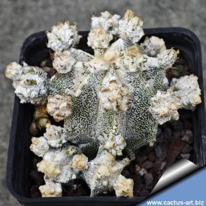Astrophytum ornatum SB127 Meztitlan, Hidalgo, Mexico. (very dense white flocks)