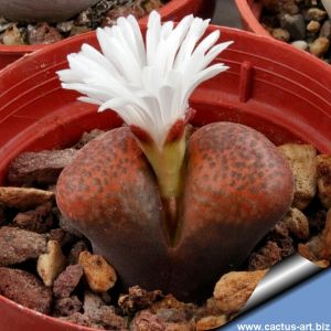 Ophthalmophyllum verrucosum (Conophytum) CM142 sp. nova SIDI BARANI