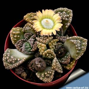 Titanopsis calcarea