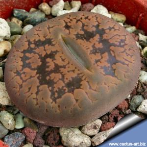 Lithops aucampiae (Kuruman Form) C011 - 5 km SW Kuruman, South Africa