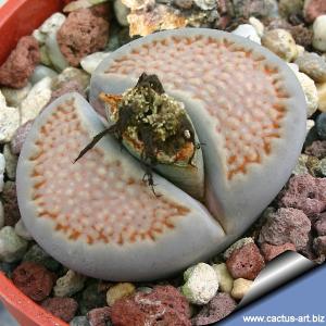 Lithops hallii SH1353A (MG 1596.98) Zwaartstraat, South Africa