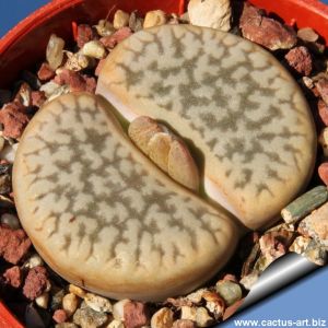 Lithops hookeri v. susannae C091 TL: 30 km SW Douglas, South Africa