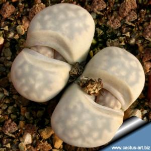 Lithops julii C297 45 km South East of Warmbad, Namibia