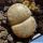 Lithops julii ssp. fulleri v. rouxii C217 70 km WSW von Warmbad, Namibia