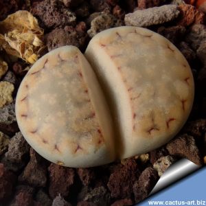 Lithops julii ssp. fulleri v. rouxii C217 70 km WSW von Warmbad, Namibia