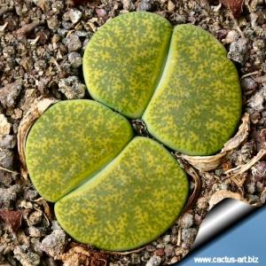 Lithops lesliei C036A cv Albinica TL: Near Warrenton, South Africa