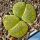 Lithops lesliei C036A cv Albinica TL: Near Warrenton, South Africa