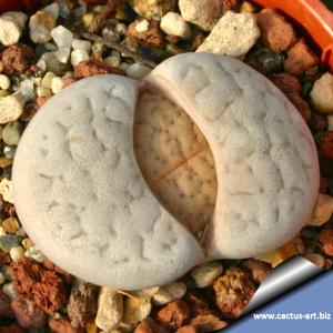 Lithops vallis-mariae (margarethae) C166 110km NNE of Keetmanshoop, Namibia