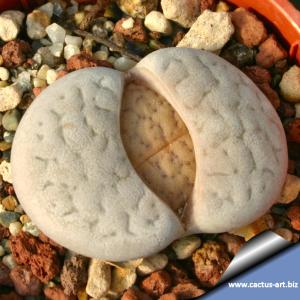 Lithops vallis-marie (margarethae) C166 110km NNE of Keetmanshoop, Namibia