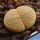 Lithops vallis-marie (margarethae) C166, 110km NNE of Keetmanshoop, Namibia