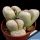 Lithops franciscii C 140 TL 35 km East of Lüderitz, Namibia