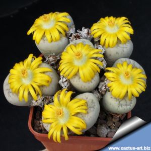 Lithops francisci C140 TL 35 km East of Lüderitz, Namibia