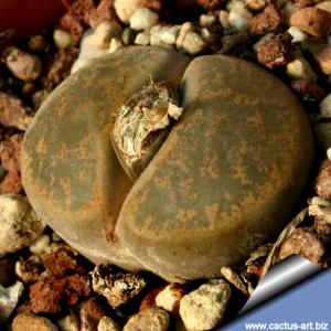 Lithops lesliei C139 5km E Benoni, Transvaal (SA)