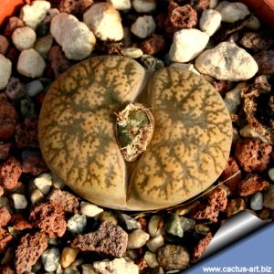 Lithops lesliei C352 45km E Pietersburg, Transvaal RSA