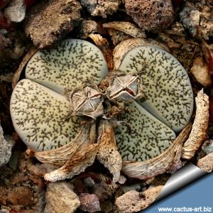 Lithops lesliei v. venteri C001 30 km NW Warrenton, Northern Cape (SA)