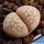 Lithops marmorata C360 35 km NO von Steinkopf, South Africa