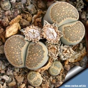 Lithops salicola C321 25 km WNW of Petrusville, South Africa