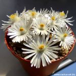 Lithops salicola C321 25 km WNW of Petrusville, South Africa