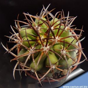 Copiapoa minima KK1132 Totoral Bajo, Chile 100-200m