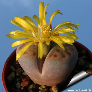Lithops dinteri v. multipunctata C181 TL: 65 km SO von Warmbad, Namibia