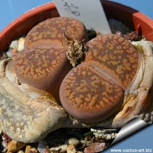 Lithops gesinae v. annae C078 25km South-West of Helmeringhausen, Namibia