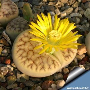Lithops gracilidelineata ssp brandbergensis C383 TL: Brandberg, Namibia
