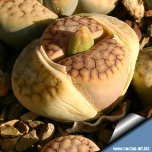 Lithops gracilidelineata ssp brandbergensis C394 Brandberg, Namibia