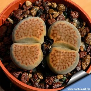 Lithops hallii C087 TL: 30 km SO von Hopetown, South Africa (syn. L. salicola reticulata)