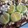 Lithops hallii v. ochracea C111A cv. GREEN SOAPSTONE 35 km WNW von Prieska, South Africa