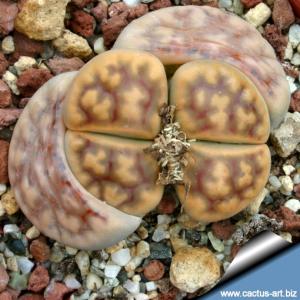 Lithops karasmontana v. lericheana C193 50 km NNE of Grünau, Namibia