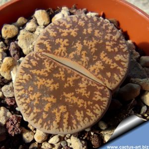 Lithops lesliei C032 10km South-East of Pietersburg, Transvaal