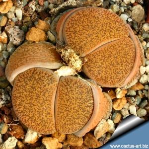 Lithops lesliei v. mariae C141TL: 10 km SW of  Boshof, South Africa