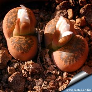 Lithops lesliei v. minor C006A cv. Witblom, 25km SW of Swartruggens, Transvaal (SA)