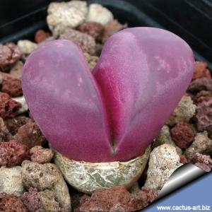 Lithops optica 'rubra' C287 10 km SW von Lüderitz, Namibia